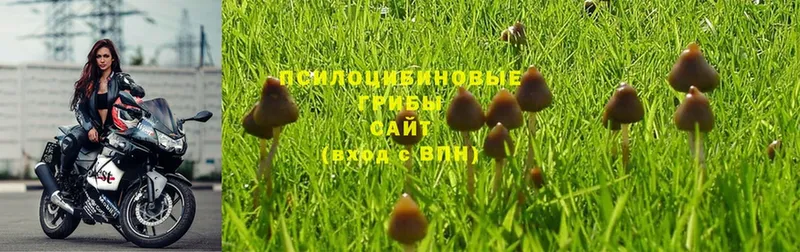 Псилоцибиновые грибы Magic Shrooms Новоузенск